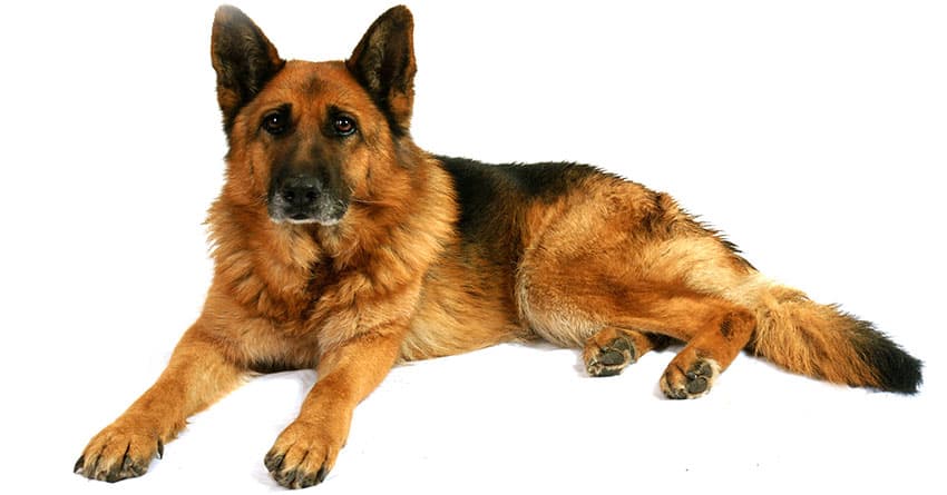 KÖPEĞİNİZİN KUYRUĞUNU KISALTMAMANIZ İÇİN İYİ BİR NEDEN