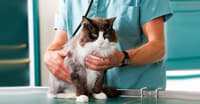 YETİŞKİN BİR KEDİYİ SAHİPLENMENİZ İÇİN 7 GEÇERLİ SEBEP
