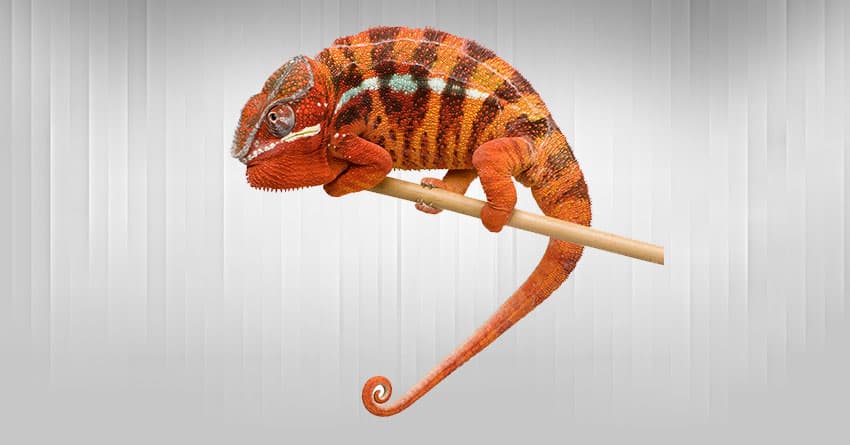 SÜRÜNGENLERİN BAKIMI HAKKINDA BİLİNMESİ GEREKENLER