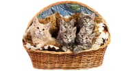 KEDİLERİN İSTENMEYEN DAVRANIŞLARI VE SEBEPLERİ – KEDİ EĞİTİMİ
