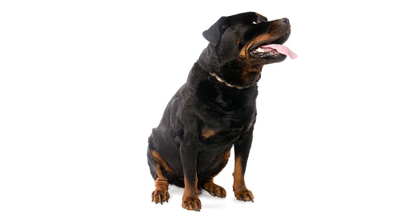 KÖPEKLER NEDEN KANSER OLUR? – HAYVAN HASTALIKLARI