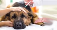 KÖPEKLERDE AGRESİFLİK VE ÇÖZÜMLERİ – KÖPEK EĞİTİMİ