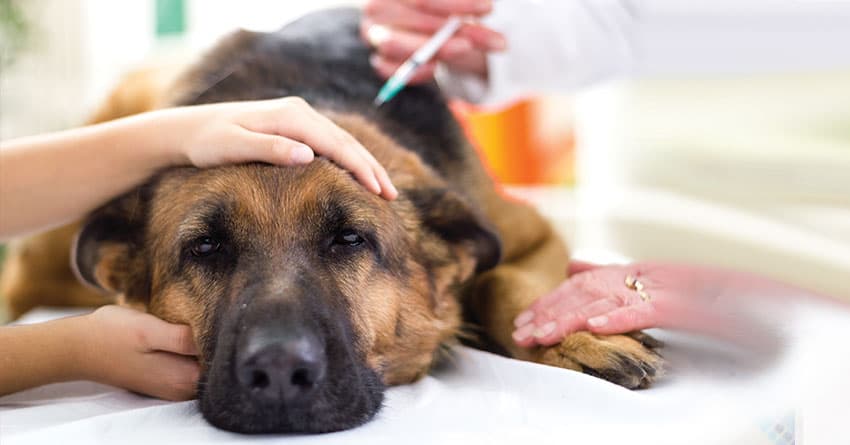 KÖPEKLERDE AGRESİFLİK VE ÇÖZÜMLERİ – KÖPEK EĞİTİMİ