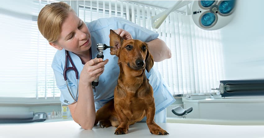 KÖPEKLERDE AŞININ ÖNEMİ – AŞILAMA