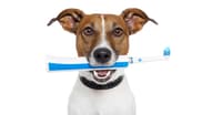 KÖPEKLERDE BESLENME GEREKSİNİMLERİ - BESLENME