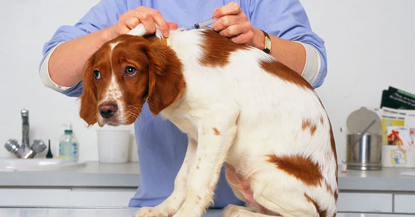 KÖPEKLERDE DEHİDRASYON (SIVI KAYBI) NEDEN OLUR? - KÖPEK SAĞLIĞI