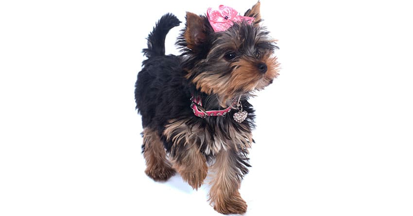 KÖPEKLERİN BESLENME DÜZENİNDE DİKKAT EDİLMESİ GEREKENLER - BESLENME