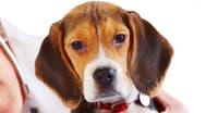 KÖPEKLERDE KALP HASTALIKLARI