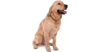 KÖPEKLERDE KARACİĞER HASTALIĞI