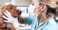KÖPEKLERDE OBEZİTE