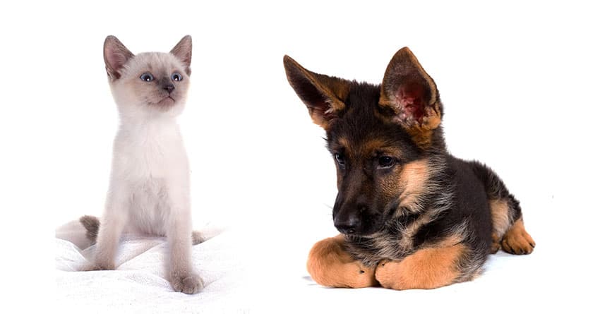 KÖPEKLERDE SİNDİRİM SİSTEMİ BOZUKLUKLARI