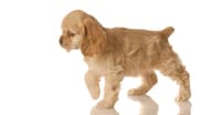 KÖPEKLERDE ÜROLİTİAZİS (MESANE TAŞI)