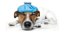 HAYATINDA KESİNLİKLE KÖPEK SAHİBİ OLMAN GEREKTİĞİNİ BELİRTEN 20 NEDEN