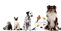 BİR KÖPEK YETİŞTİRMEK