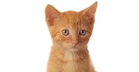 KEDİNİZİN AĞRISI MI VAR?