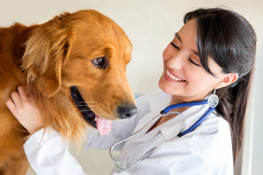 Ankara Veterinerleri ~ İşletiminizi Ekleyin, işletmenizi büyütün!