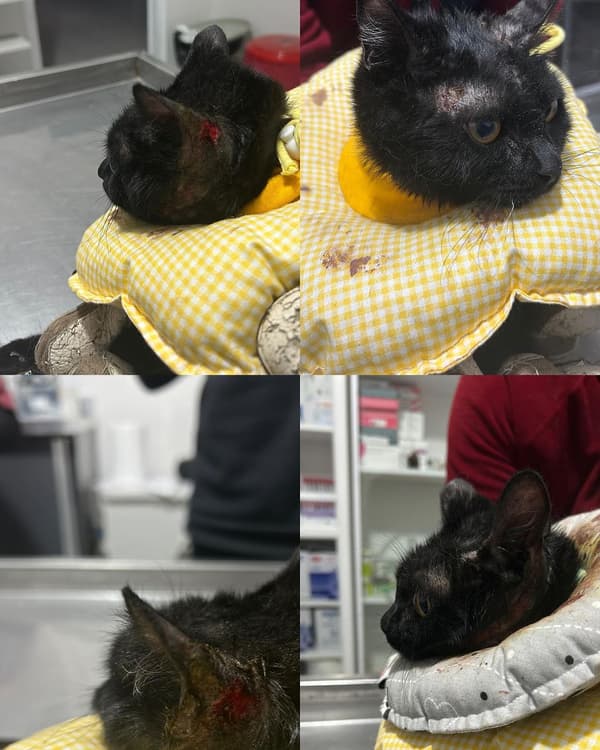 VetVital Veteriner Kliniği - 9. Fotoğraf