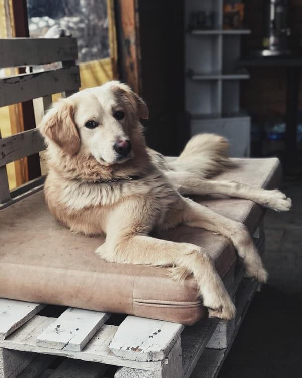 VetVital Veteriner Kliniği - 4. Fotoğraf VetVital Veteriner Kliniği - 4. Fotoğraf