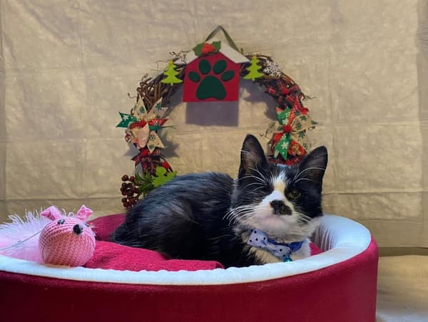 VetVital Veteriner Kliniği - 2. Fotoğraf VetVital Veteriner Kliniği - 2. Fotoğraf