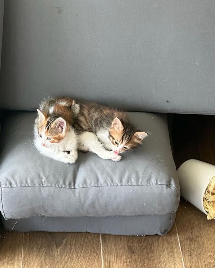 VetVital Veteriner Kliniği - 5. Fotoğraf