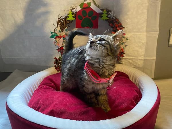 VetVital Veteriner Kliniği - 1. Fotoğraf VetVital Veteriner Kliniği - 1. Fotoğraf