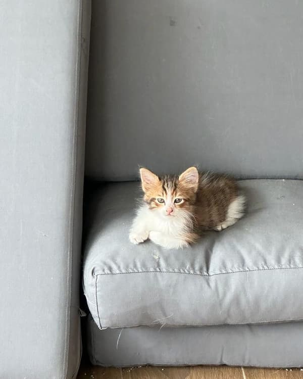 VetVital Veteriner Kliniği - 3. Fotoğraf VetVital Veteriner Kliniği - 3. Fotoğraf