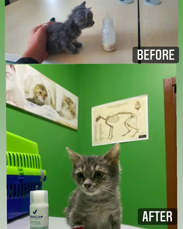 VetVital Veteriner Kliniği - 7. Fotoğraf VetVital Veteriner Kliniği - 7. Fotoğraf