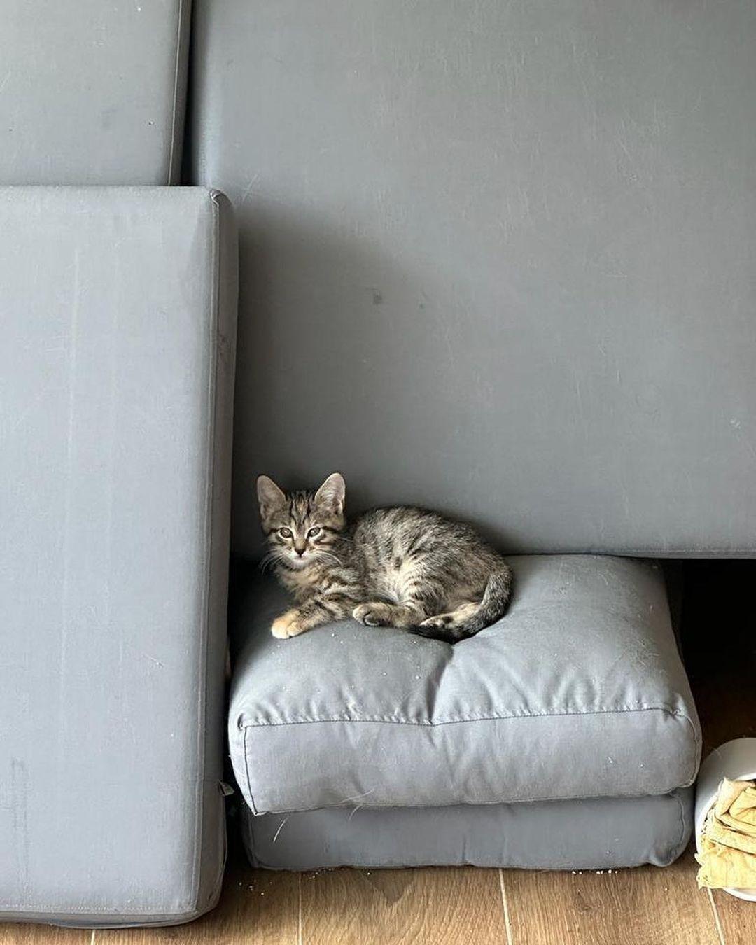 VetVital Veteriner Kliniği