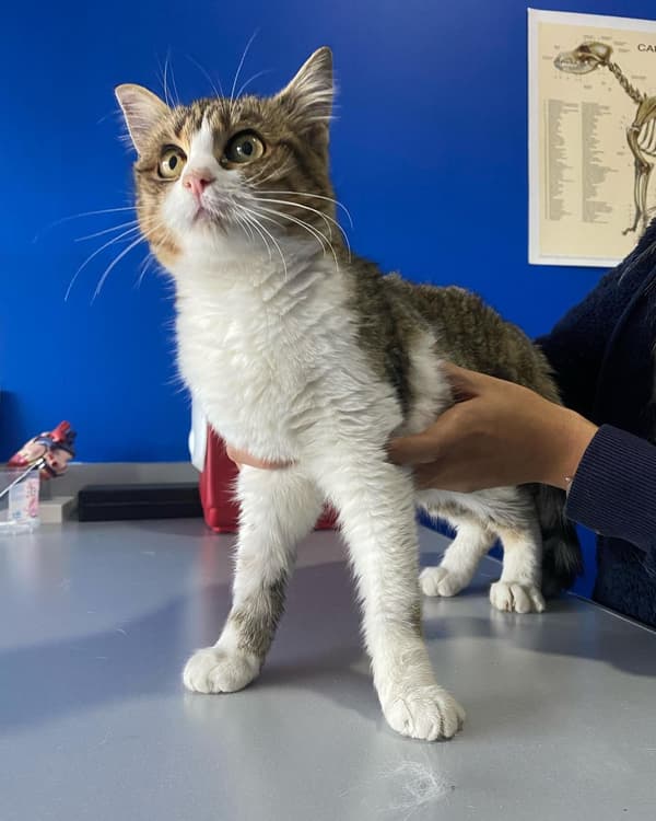 VetVital Veteriner Kliniği - 6. Fotoğraf VetVital Veteriner Kliniği - 6. Fotoğraf