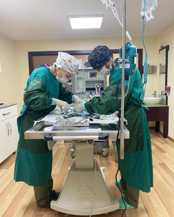 Pet Care Veteriner Kliniği - 1. Fotoğraf Pet Care Veteriner Kliniği - 1. Fotoğraf