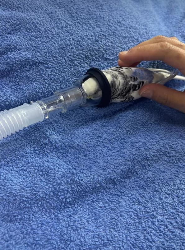 Pet Care Veteriner Kliniği - 17. Fotoğraf