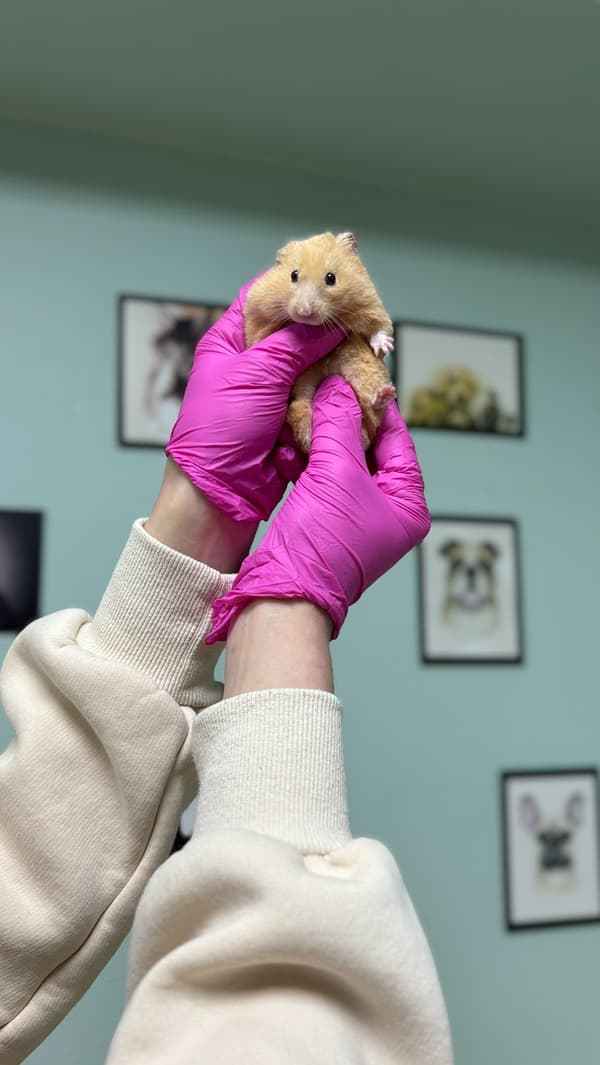 Pet Care Veteriner Kliniği - 6. Fotoğraf Pet Care Veteriner Kliniği - 6. Fotoğraf