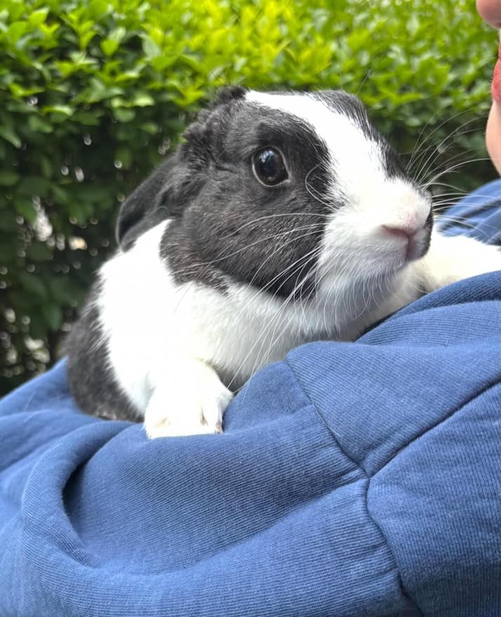 Pet Care Veteriner Kliniği - 2. Fotoğraf