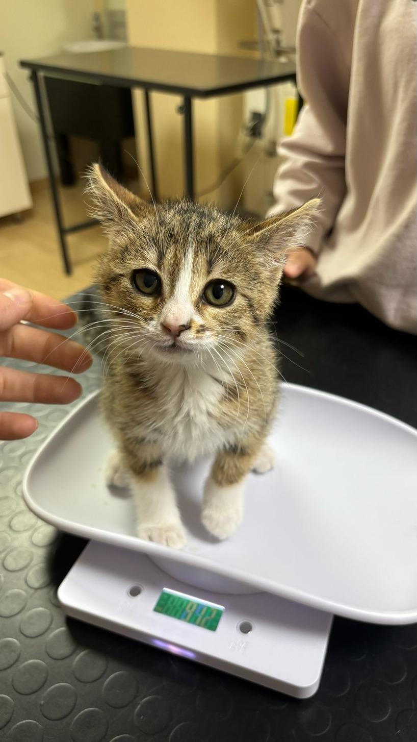 Pet Care Veteriner Kliniği
