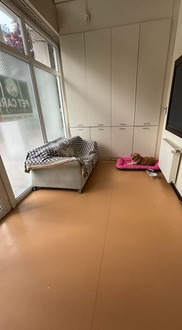 Pet Care Veteriner Kliniği - 12. Fotoğraf Pet Care Veteriner Kliniği - 12. Fotoğraf