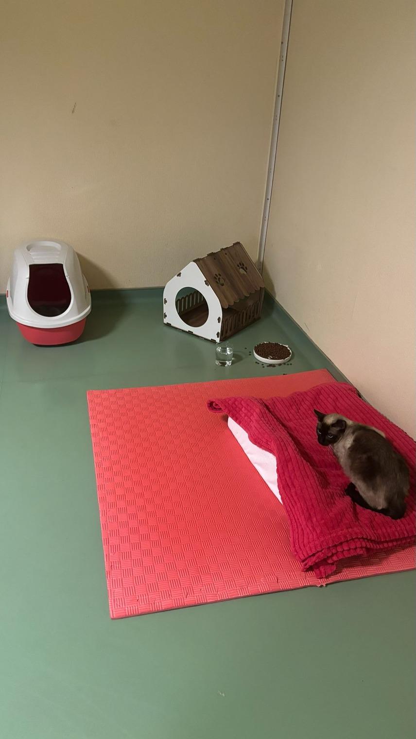 Pet Care Veteriner Kliniği