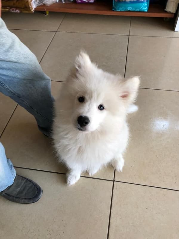 Pet Care Center - 6. Fotoğraf