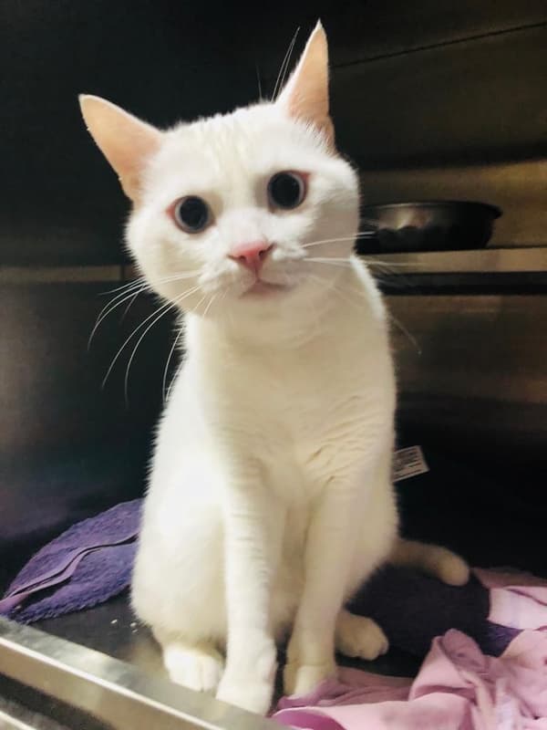 Pet Care Center - 8. Fotoğraf Pet Care Center - 8. Fotoğraf