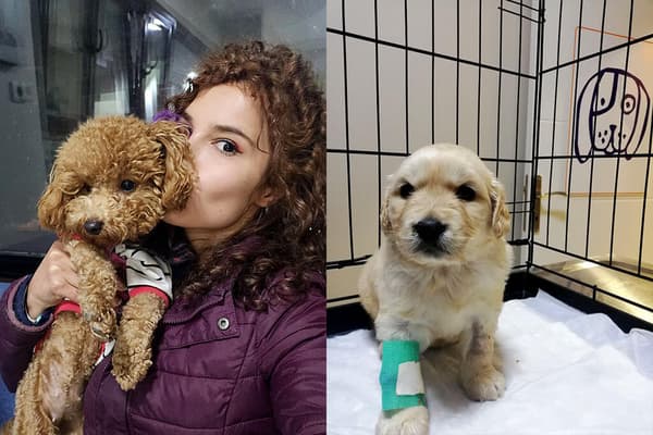 Vetes Veteriner Kliniği - 8. Fotoğraf