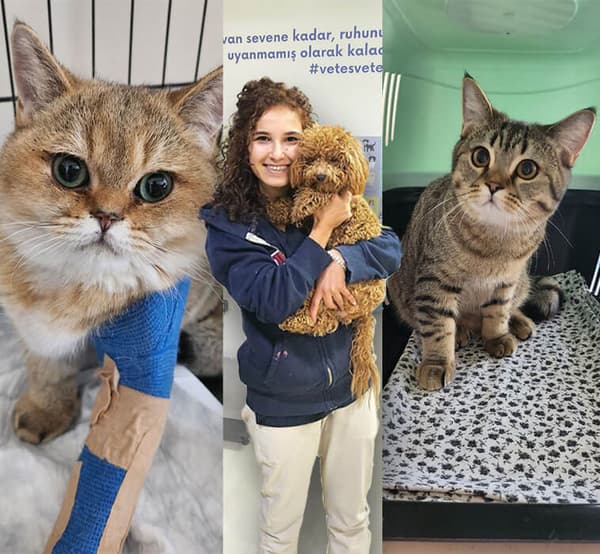 Vetes Veteriner Kliniği - 20. Fotoğraf