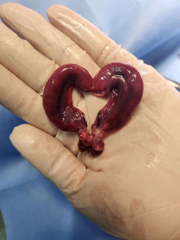 Vetes Veteriner Kliniği - 15. Fotoğraf