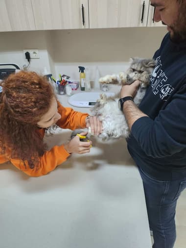 Vetes Veteriner Kliniği