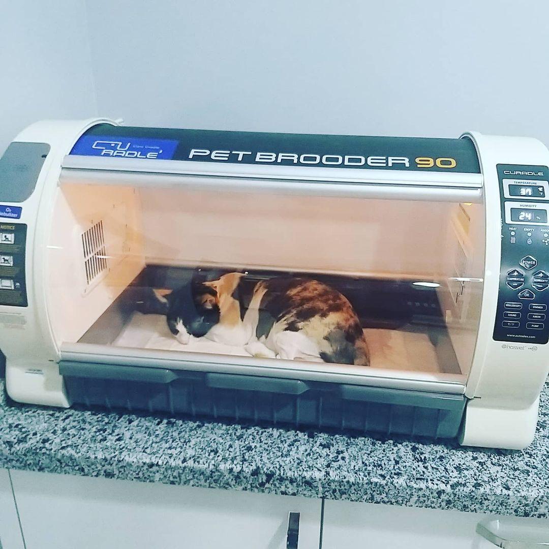 Vera Veteriner Kliniği