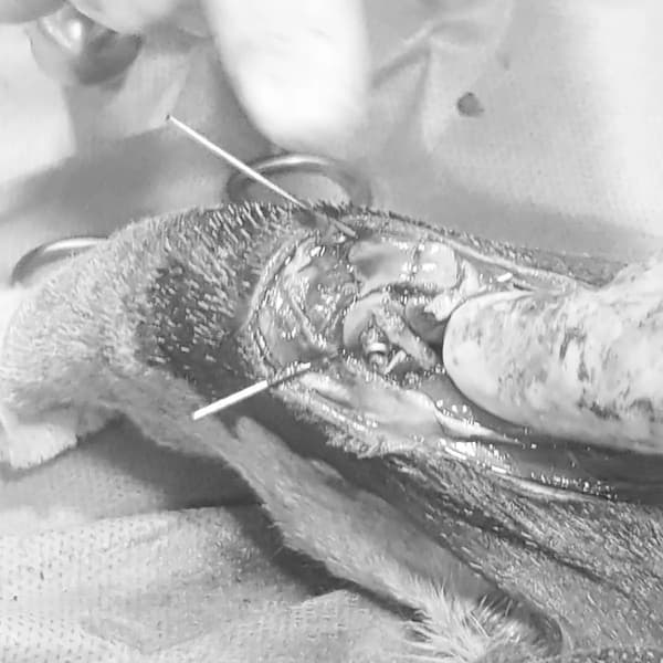 Vera Veteriner Kliniği - 8. Fotoğraf Vera Veteriner Kliniği - 8. Fotoğraf