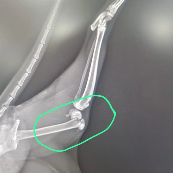 Vera Veteriner Kliniği - 10. Fotoğraf