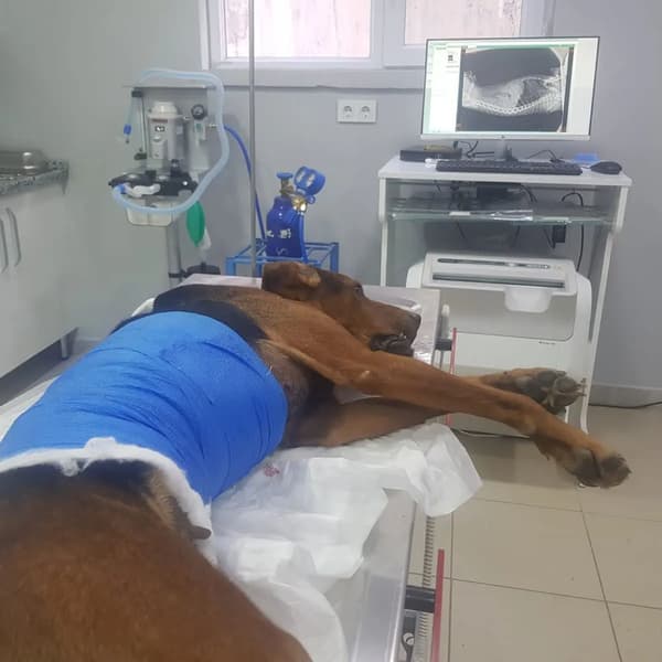 Vera Veteriner Kliniği - 2. Fotoğraf Vera Veteriner Kliniği - 2. Fotoğraf