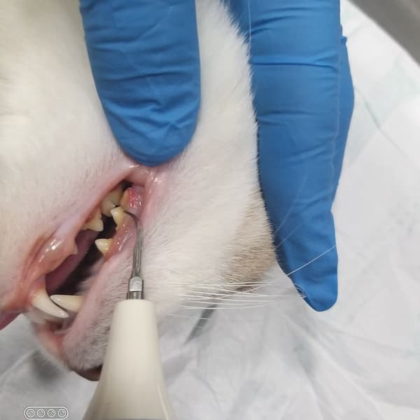 Vera Veteriner Kliniği - 3. Fotoğraf Vera Veteriner Kliniği - 3. Fotoğraf