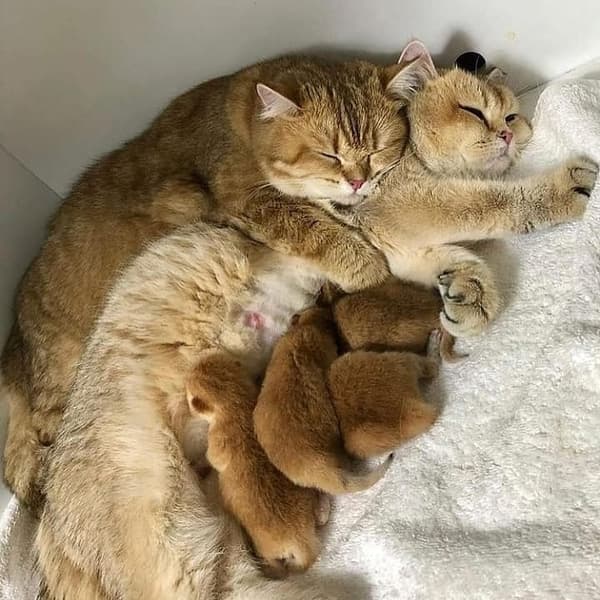 Vera Veteriner Kliniği - 6. Fotoğraf Vera Veteriner Kliniği - 6. Fotoğraf