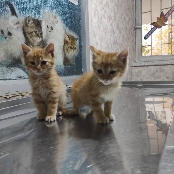 Yeni Başkent Veteriner Kliniği - 1. Fotoğraf Yeni Başkent Veteriner Kliniği - 1. Fotoğraf