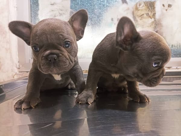Yeni Başkent Veteriner Kliniği - 9. Fotoğraf Yeni Başkent Veteriner Kliniği - 9. Fotoğraf